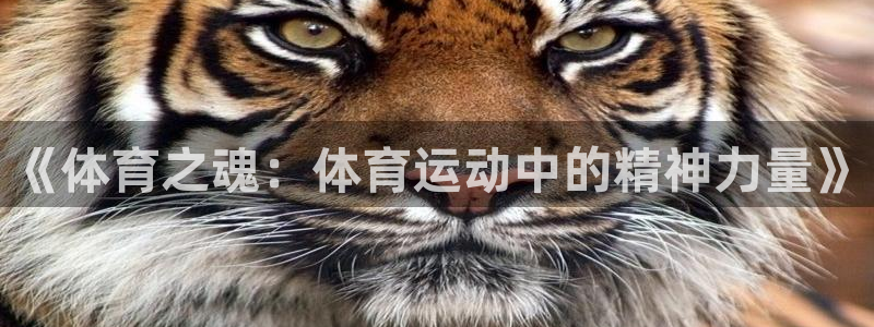 yy易游官网下载平台是正规平台吗知乎：《体育之魂：体